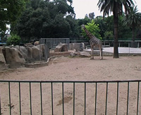 cityanimal01