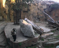 cityanimal03