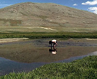 mongolia04